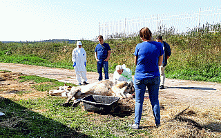 Kolejny przypadek maltretowania zwierząt na Warmii i Mazurach. Tym razem sprawa dotyczy stada krów spod Olsztynka